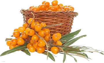 Sea buckthorn
