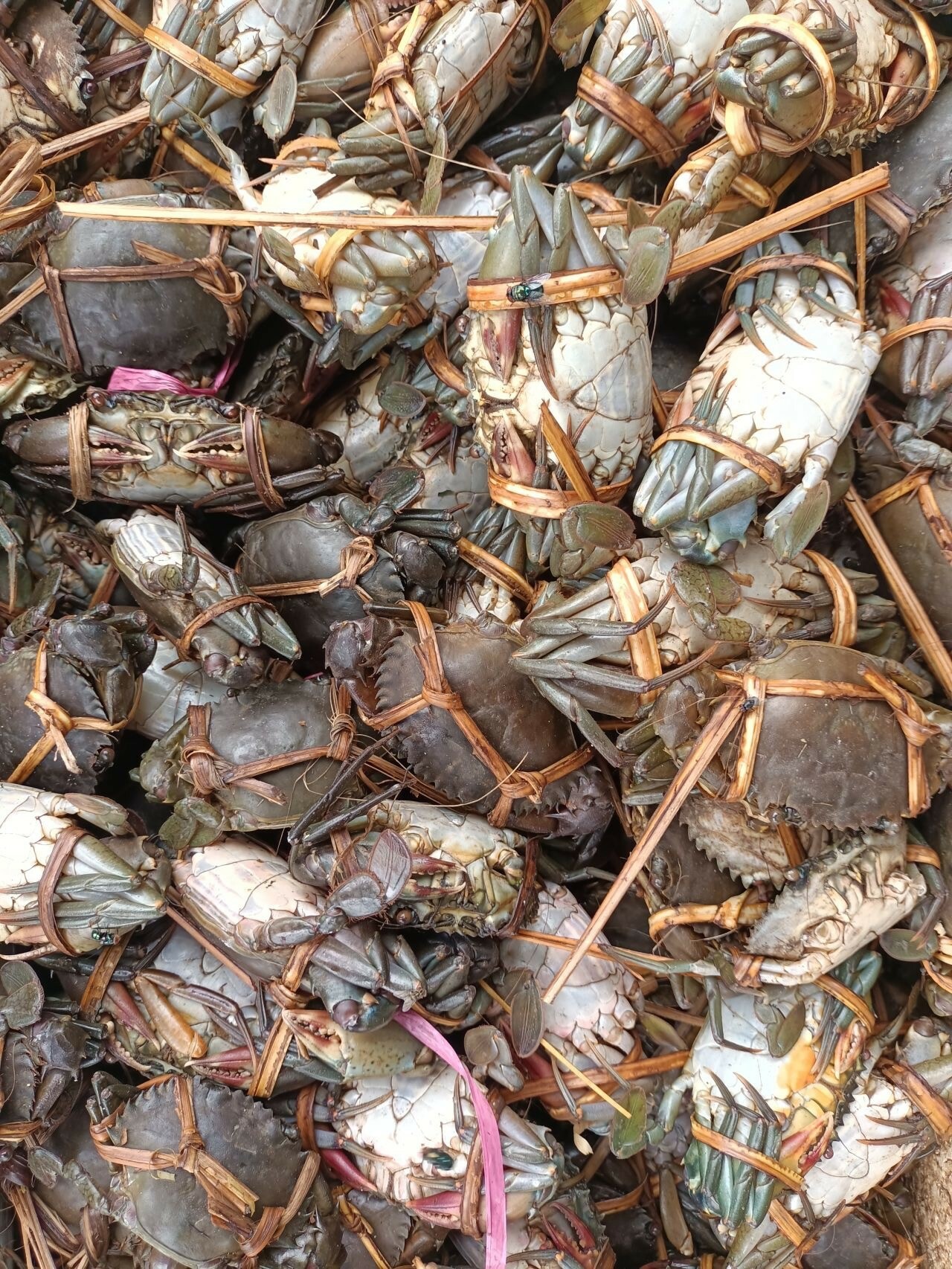 Crabs 508