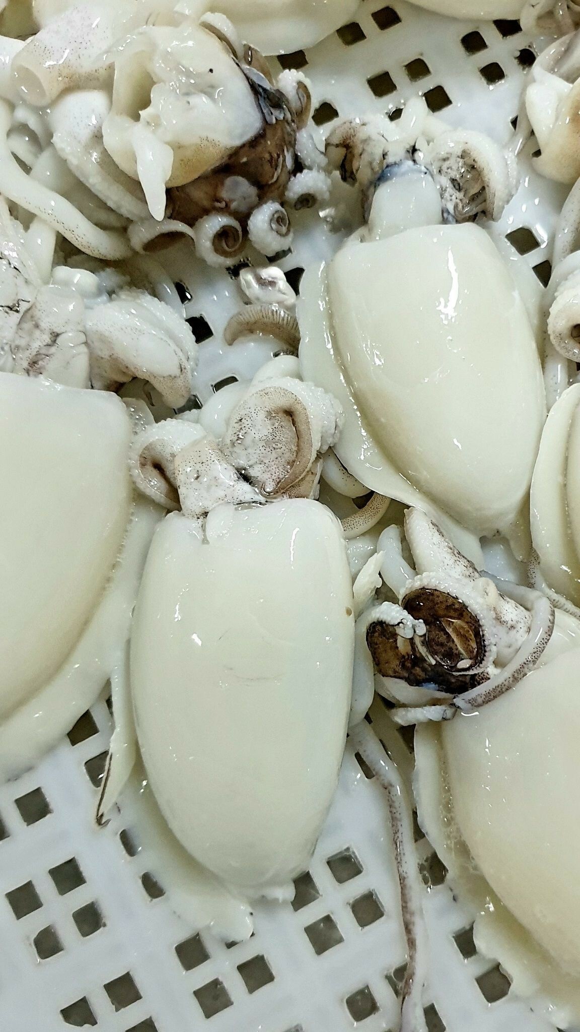 Squid 504